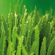 Makroaufnahme von Gerstengras mit Tautropfen